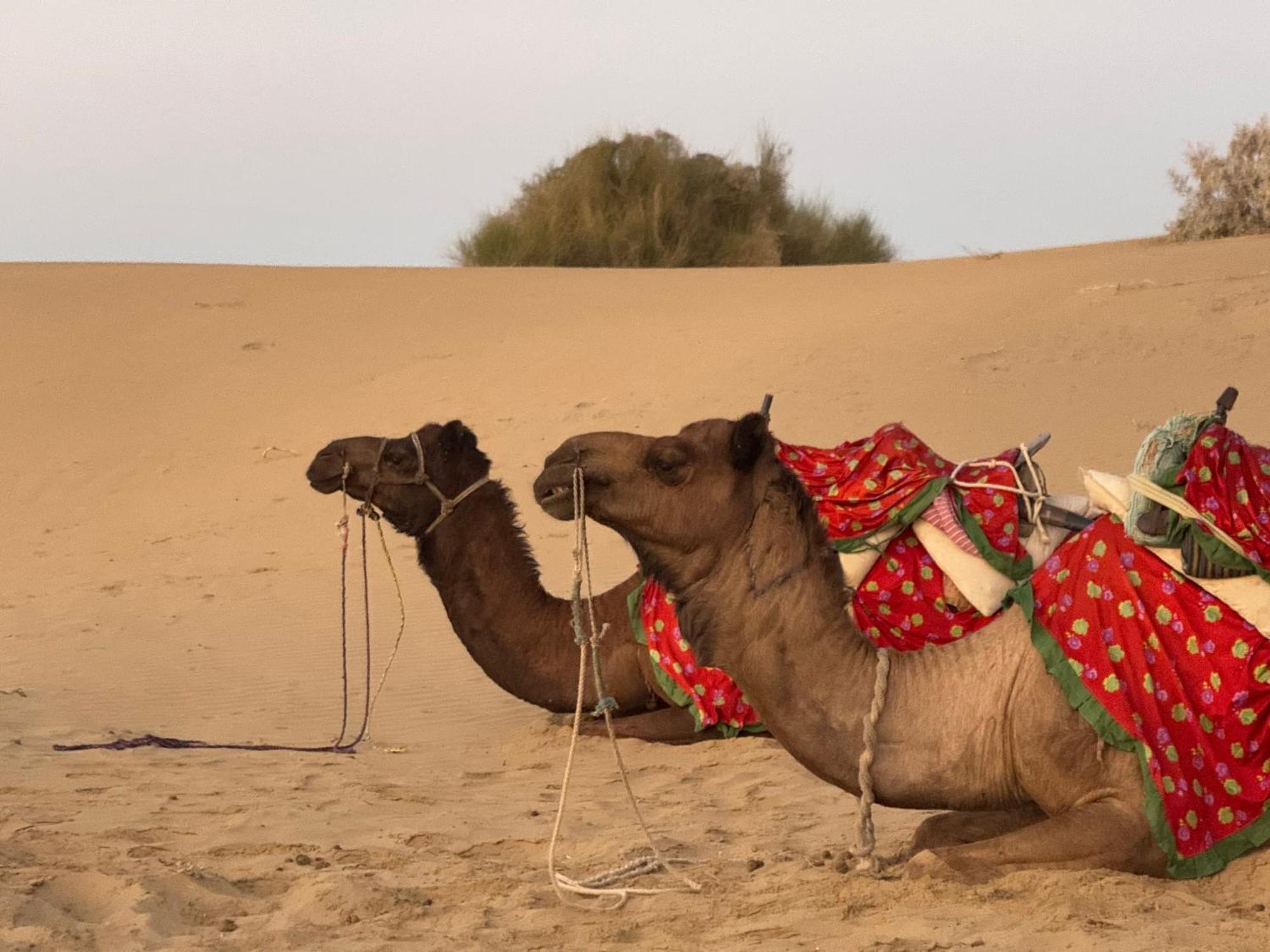 Desert Vista Camp 斋沙默尔 外观 照片